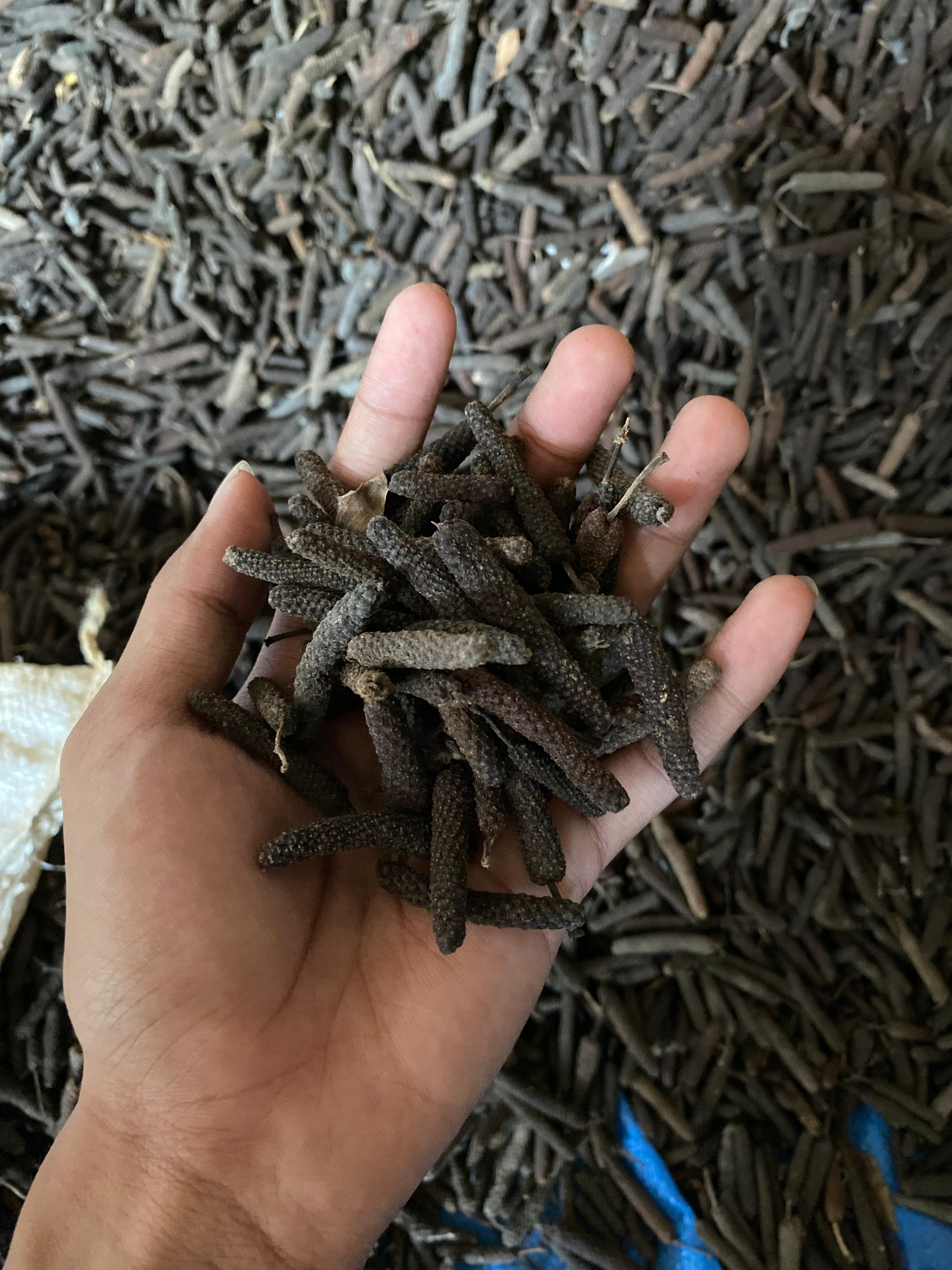 Javanese Chili